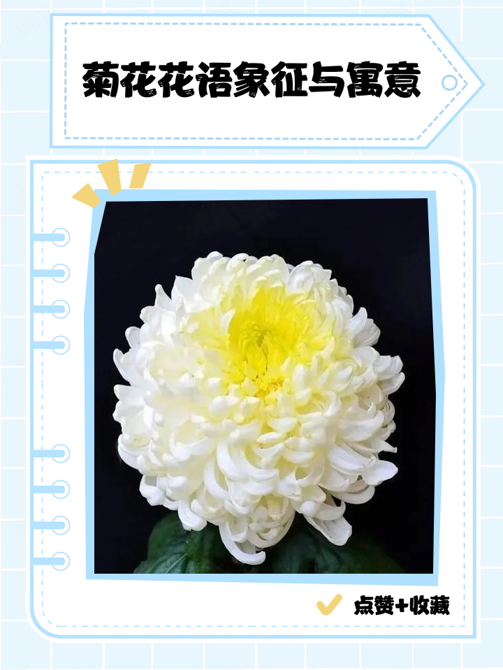 菊花象征意义是什么